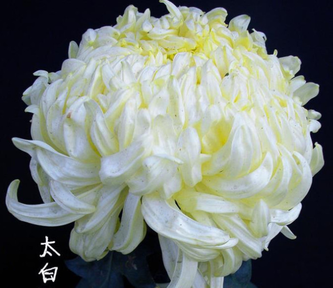 喜欢菊花，不如养盆“菊之珍品”，似白驹向阳，美艳舞魅