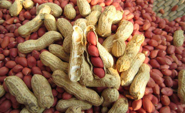 花生|瓜子和花生,一个让你长胖,一个让你减肥,你吃对了吗