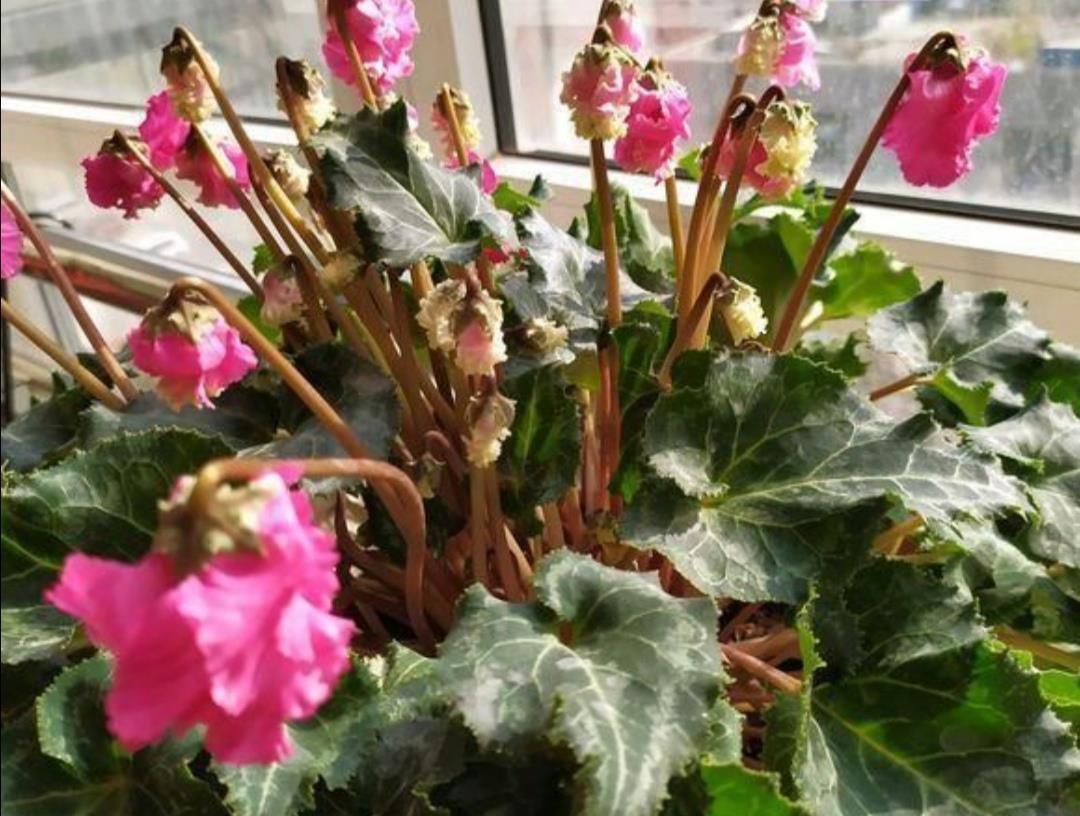 蟹爪兰|夏天5种花不要买,很难养活,费钱又费时间