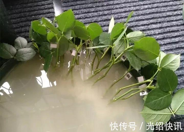 根系|它是天然“生根剂”，给花浇一点，根系壮猛发芽！