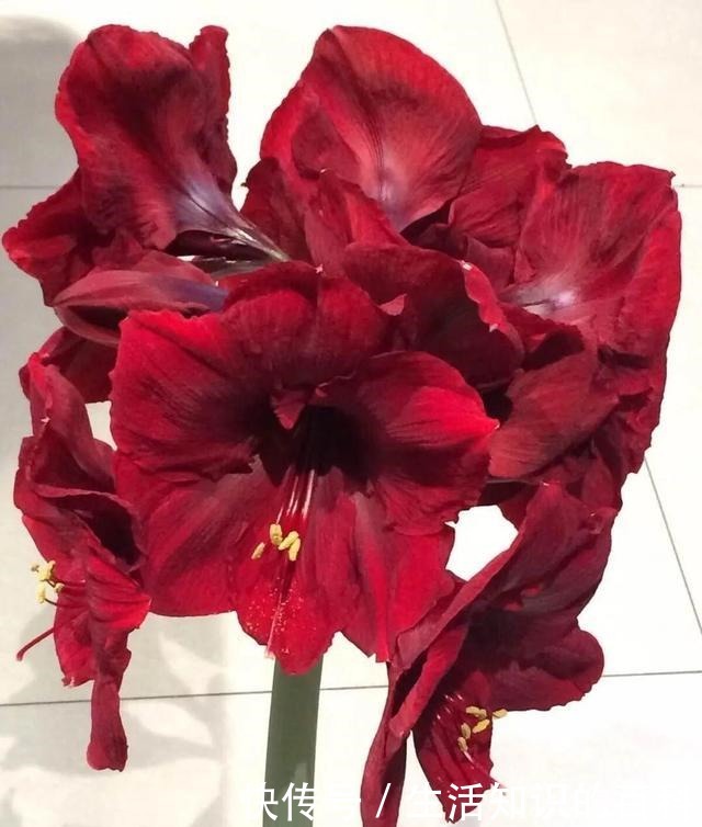 想省心就养这些花，没有病虫害，就爱开花！想省心就养这些花，没有病虫害，就爱开花！