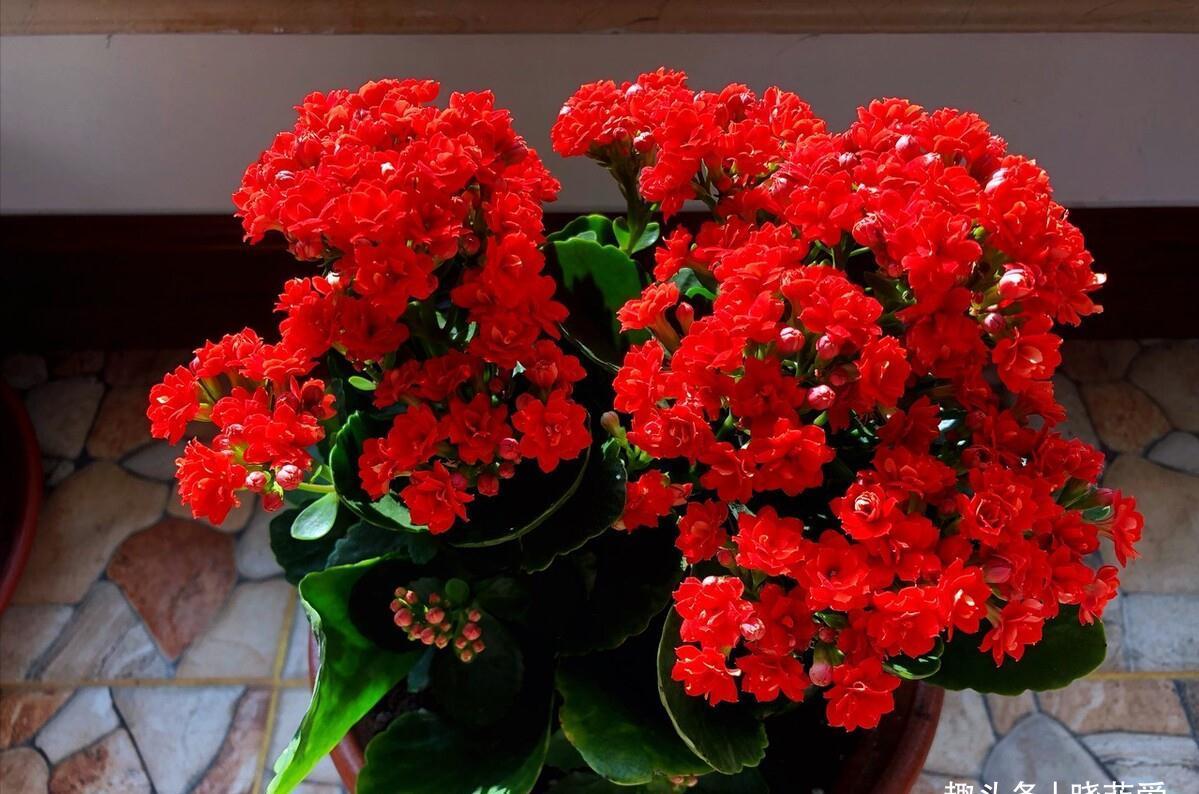 养不活花的人,建议养这“5种花”,好养好看又实用