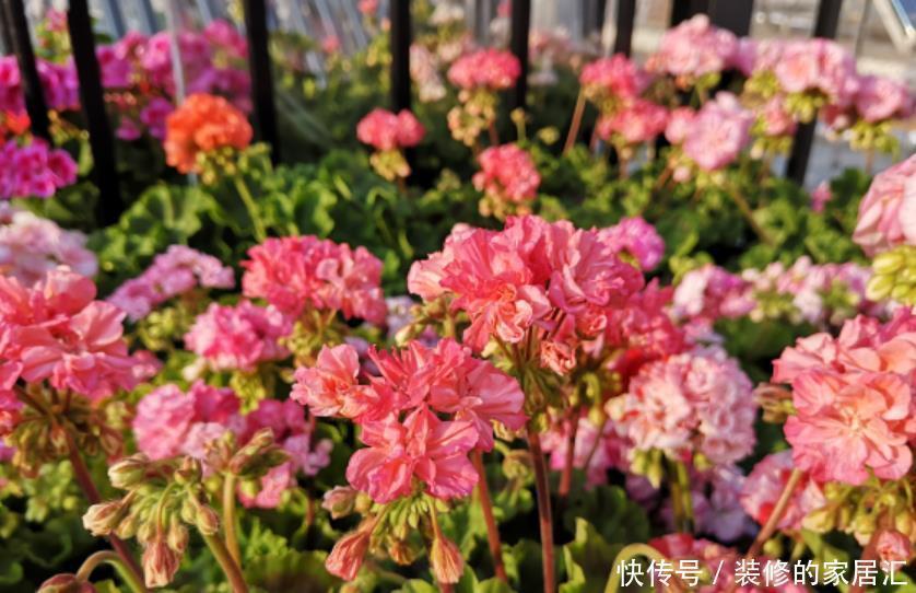 扶桑花|5种晒不死的花，一年四季都开花，不养它们别说你喜欢养花