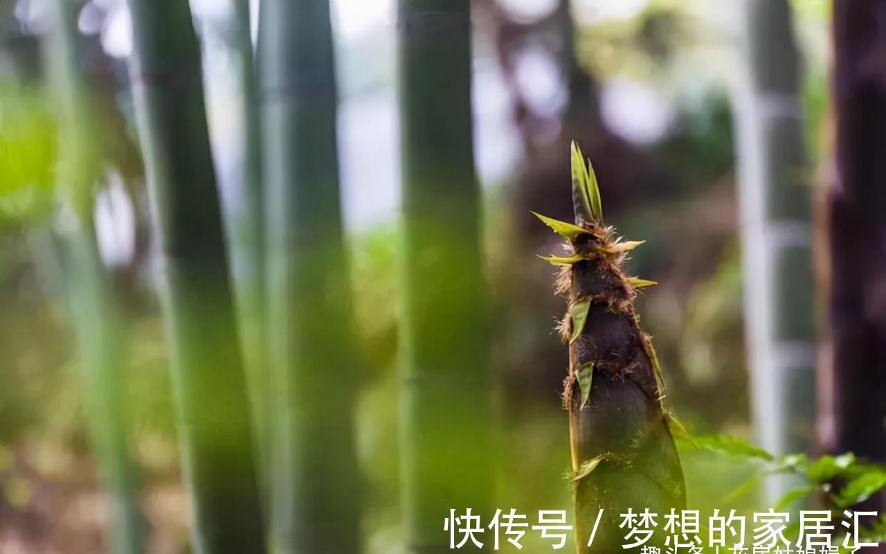 佛肚竹|没有院子也能养好竹子，这几种竹子可以做成盆景养在室内