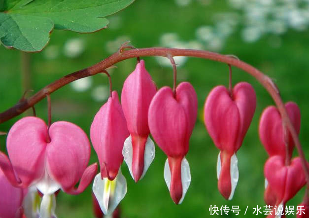 花朵|“5种”超级好养的花,随便养都爆盆,全年开花不断,越养越喜欢