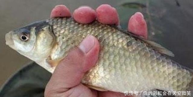 春钓板鲫,按我说的用漂,中鱼率不空竿,钓完特过瘾