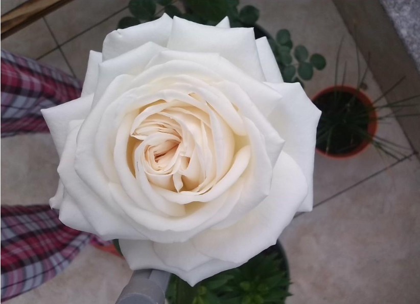 养花|“珍品玫瑰”清澄,花团锦簇,四季常开,可以说养花必备