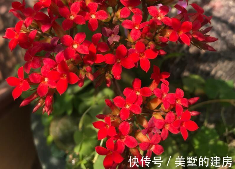 水溶肥|夏季给植物盆栽施肥，有3个忌讳点，做错了就会黄叶烂根