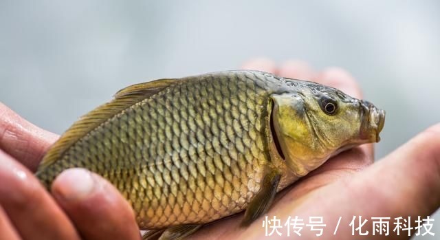 实用钓鱼技巧分享,掌握这些一准不吃亏,对提升渔获帮助很大