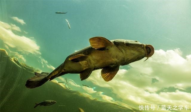 等级|你的钓鱼瘾是什么等级在你不钓鱼的时候,就能看出来