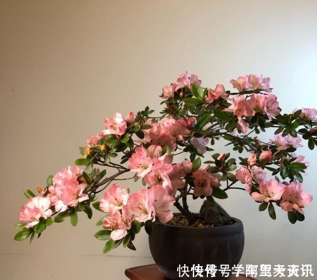 花卉|此小型木本花卉，四季开花不停，花色美丽，栽培容易，还可做盆景！