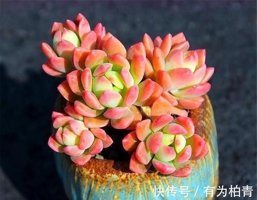 养了2年的多肉不长个?掌握1个技巧,上色美易爆头,长成群生老桩
