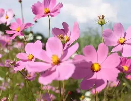 客厅不知道养什么花朵,那就养这几款花,易种植好养护,花大色艳