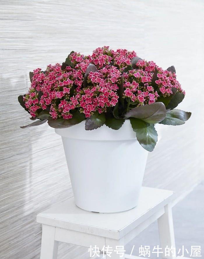 不同环境适合养的盆栽花卉，选合适自己的开花植物很重要