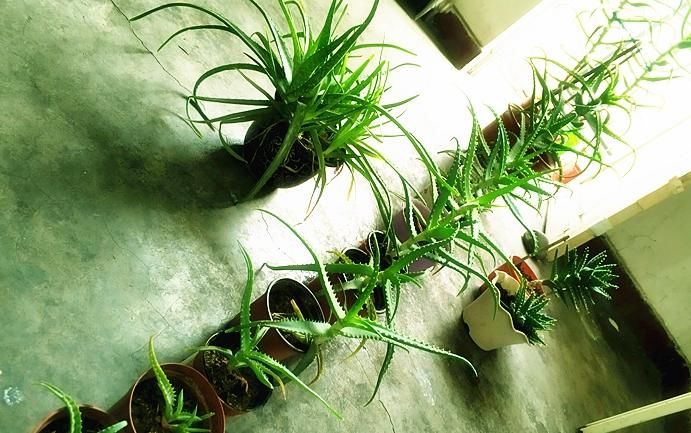  盆栽|初次尝试养花选什么植物好？盆栽此4款，搁室内漂亮又好养