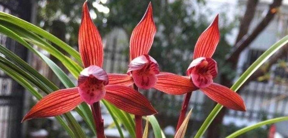 它是兰花界无法超越的经典,红杆红花,兰香浓郁,新手也能养好