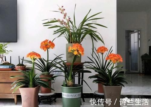 高手都用啤酒养君子兰,具体有啥好处?可能很多人都不知道!