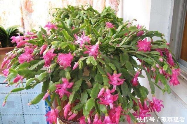 什么花卉都少不了“它”,人称“花卉肥王”,用后越养越旺!