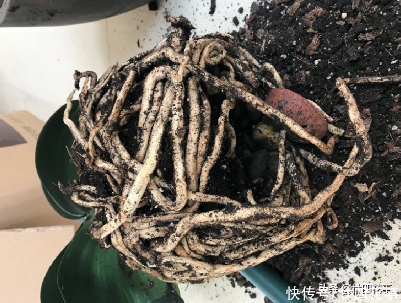 新手|君子兰秋天翻盆,有5段“顺口溜”,简单好学,新手照做即可