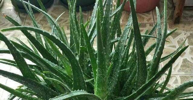 中华芦荟|养芦荟,记住1个小要点,侧芽冒20个,叶片翠绿肥厚,一年爆盆