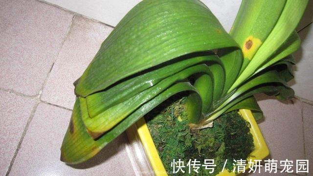 新手|君子兰有“6怕”,难怪总是养不好,新手规避