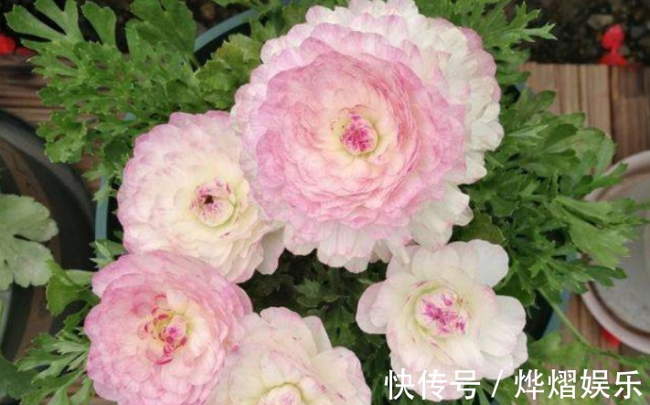 毛茛|家庭养花成片种花毛茛,调剂好这3大因素,一开就一片花