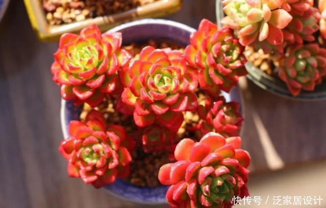 养多肉,做到“3控、1多、1勤”美艳多汁,胖成肉球