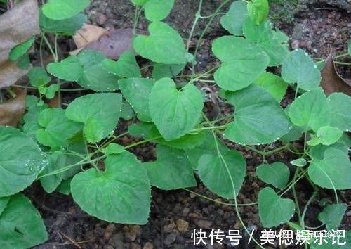 土党参|2种植物,若你在山上遇见,别犹豫,赶紧采挖带回家,可遇不可求