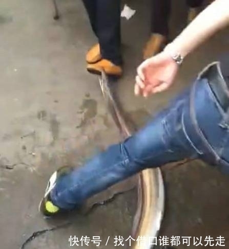男子|男子钓到一条大鱼,刚带回家就从桶里跑出来了,下一秒马上悲剧了