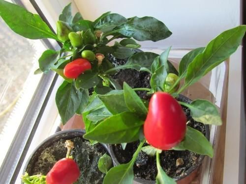 鸡蛋壳|拿到蛋壳别急着养花,按“这要求”处理,给植物施肥才不出问题