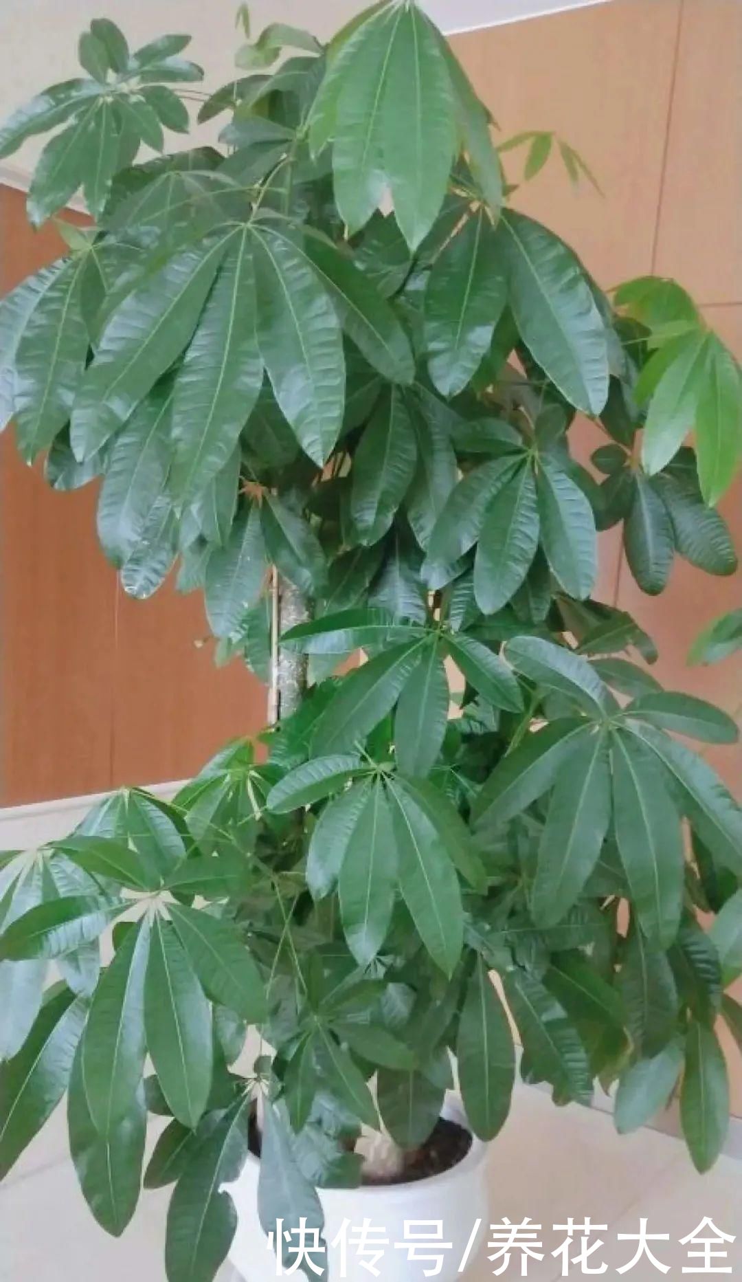 给花浇水掺点白醋，植物根比萝卜还粗，健壮不黄叶