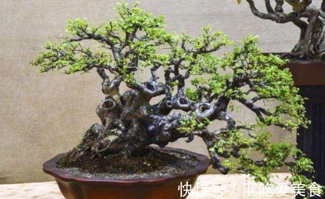 农村常的3种“疙瘩树”,树桩古朴苍劲,适合做成盆景观赏