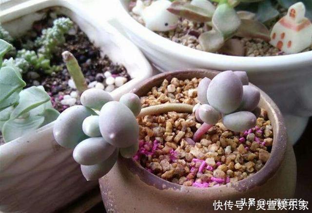 黑虫|多肉长虫了怎么办3个小方法,虫子一个都不见,叶片又肥又美