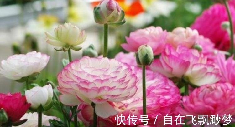 “4种花”懒人、新手都能养的好,一言不合就爆盆,你一定喜欢