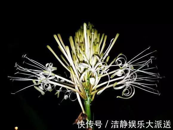 富贵竹|4种花有灵性，平时难开花，一有好事就开花！