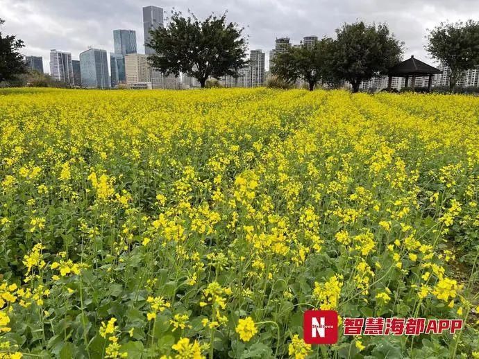 惊艳！福州首片彩色油菜花花海亮相！