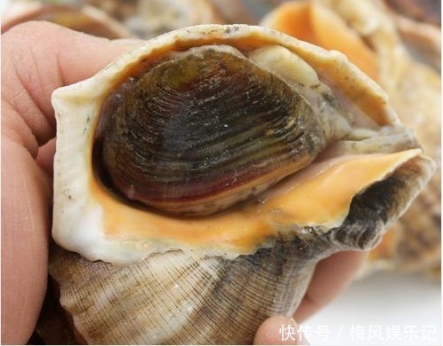 海边人才知道,海螺的尾部是“精华”还是“屎”,不懂别乱吃