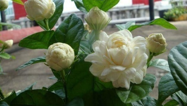 我国最香花,一年开花160天,浇水就开花,阳台种1棵,香薰满室!