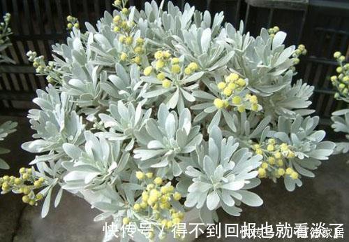 4种漂亮植物，不开花也好看，耐寒又好养，零下几度都冻不死！