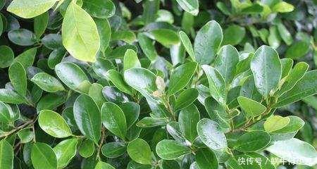 花友公认具有灵性的绿植，你需要知道它们