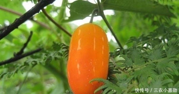 野果|农村一种野果,以前没有人重视,现在一斤90块还供不应求