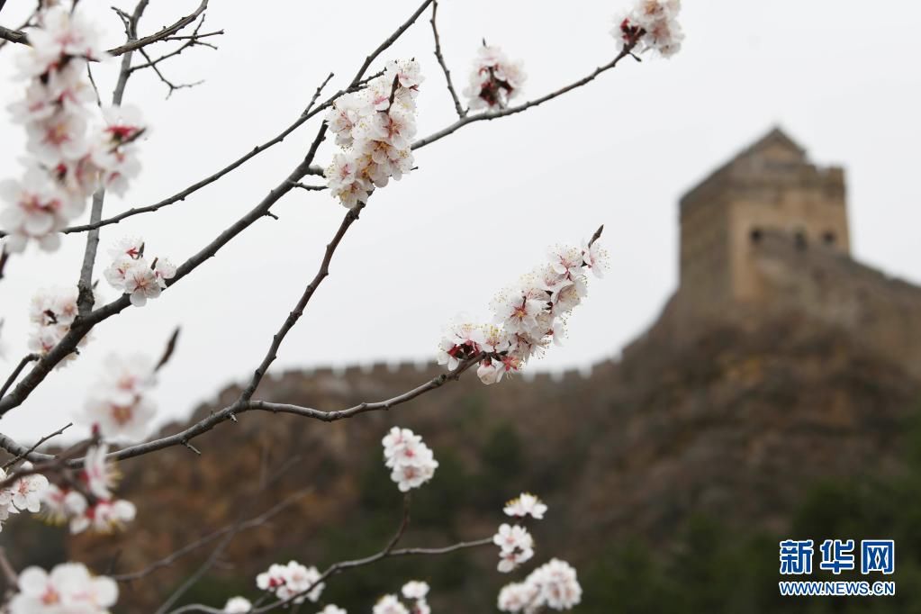 春到长城 山花烂漫