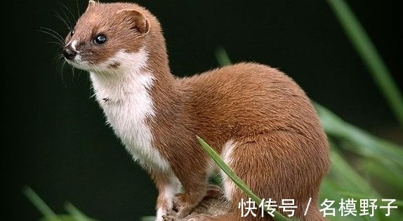 王度#志怪故事:古镜记