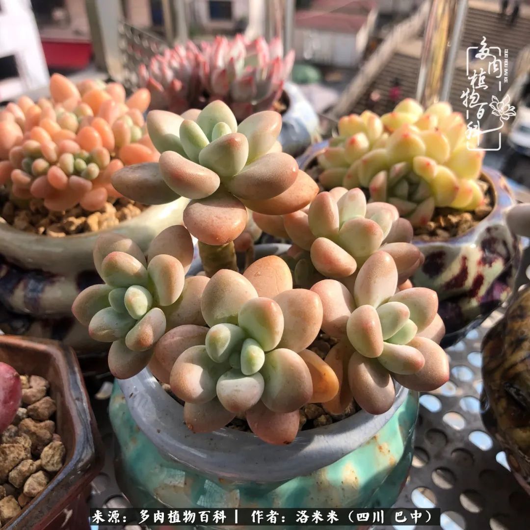 时间是多肉最好的滤镜！附个人养护经验！