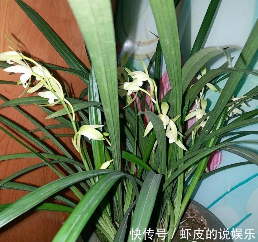 兰花口味比较重，爱喝这种水，花朵多姿又灿烂，很好看