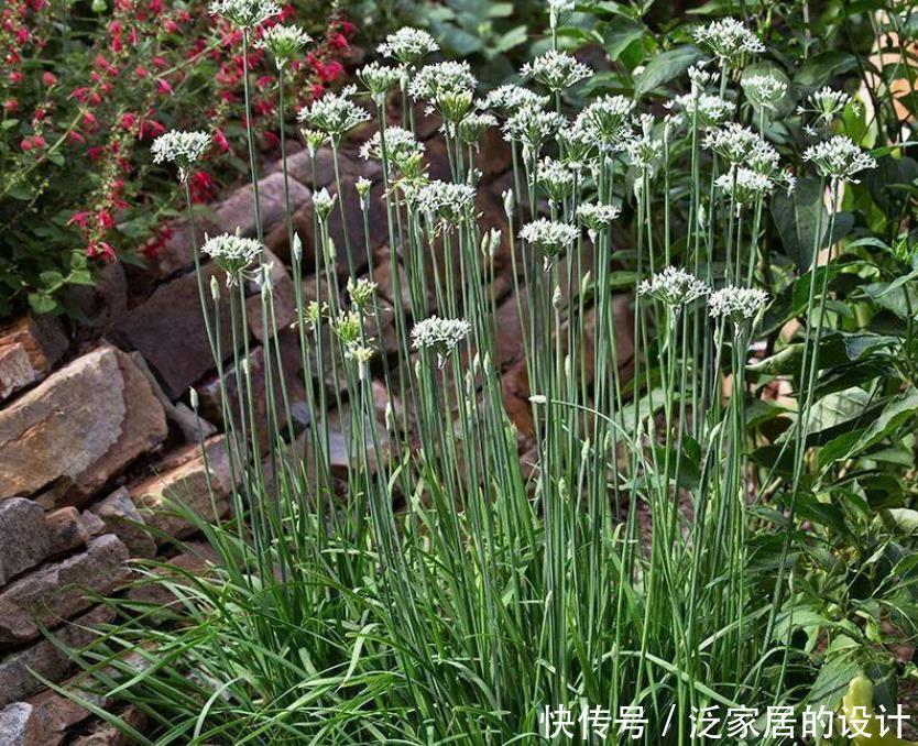 收割|韭菜用这些方法就能不断收割,它还有非常多的好处