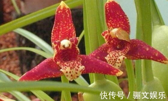 喜好兰花不妨养“它”,不但会“换色”还有巧克力香味,好闻极了