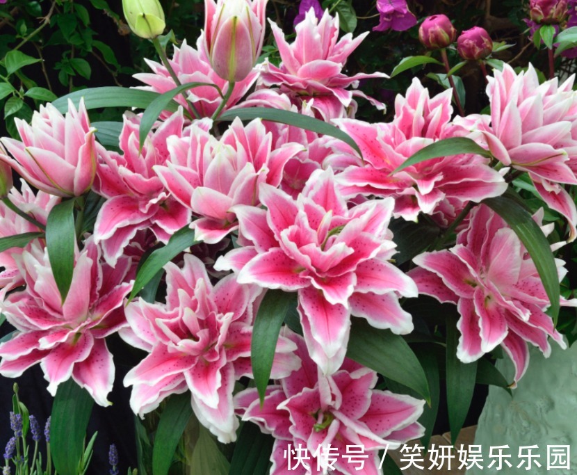 土壤|这款洋葱花天热多栽点，埋土里1个月开花，秋季爆崽，年年复花