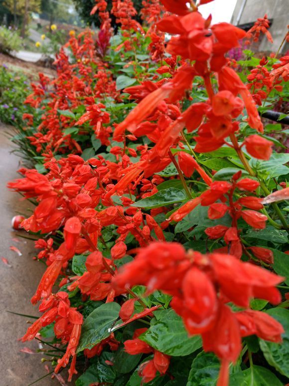 排水|3种花不怕热,天热长得好,开花成花海,比绿萝还好养!