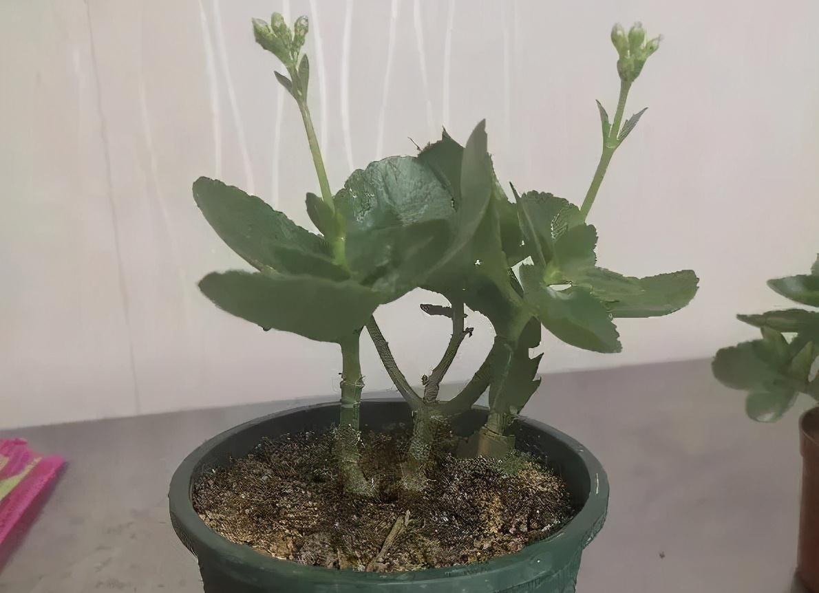 养长寿花，避开5个“坑”，开满大花头，阳台满花球